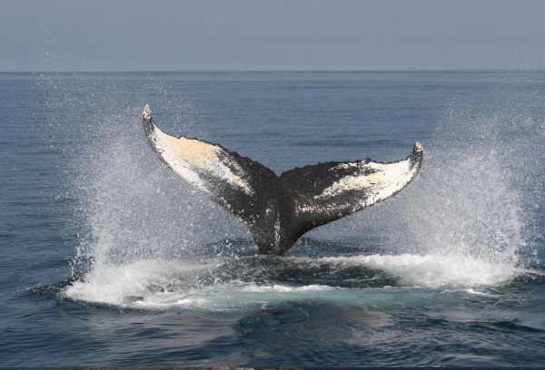 Whale Watching